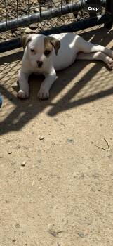 Mixed Breed Dogs Available for Adoption in Muldrow, Oklahoma - Tater | PetCurious