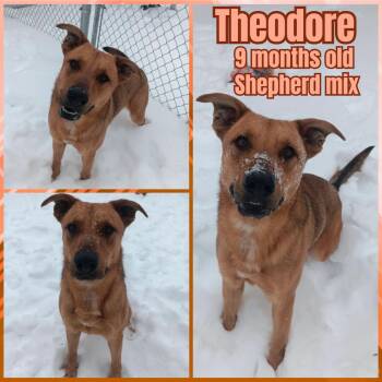 Shepherd Dogs Available for Adoption - Theodore | PetCurious