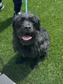 Ivy -  Terrier Dog for Adoption in Perth Amboy, New Jersey - Ivy | PetCurious
