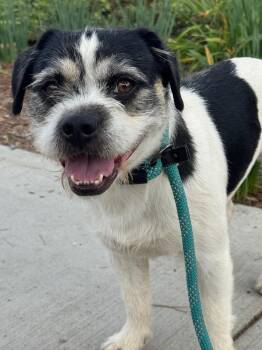 Rescue Border Terrier and Terrier Dogs for Adoption in Newport Beach, California - Mookie | PetCurious