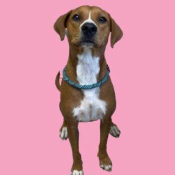 Hound and Labrador Retriever Dogs Available for Adoption in Tuscaloosa, Alabama - Flurry | PetCurious