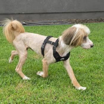 Tenzin -  Tibetan Spaniel Dog for Adoption in Keaau, Hawaii - Tenzin | PetCurious