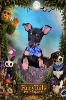 Omega -  Chihuahua Dog Available for Adoption in Winchester, Kentucky - Omega | PetCurious
