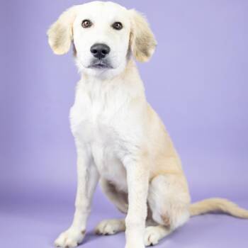 Winston -  Retriever and Great Pyrenees Dog for Adoption in Portland, Oregon - Winston | PetCurious