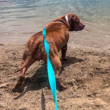 Sweet Potato -  American Staffordshire Terrier Dog for Adoption in Des Moines, Iowa - Sweet Potato | PetCurious