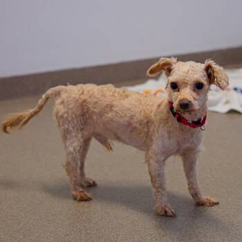 Curly -  Bichon Frise and Maltese Dog for Adoption in South Elgin, Illinois - Curly | PetCurious