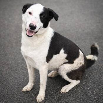 Portuguese Podengo and Greyhound Dogs Available for Adoption - Tundra | PetCurious