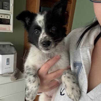 Mixed Breed Dogs Available for Adoption in Buffalo, Minnesota - Beast Boy | PetCurious