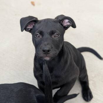 Slate -  Black Labrador Retriever and Mixed Breed Dog for Adoption in Fenton, Michigan - Slate | PetCurious