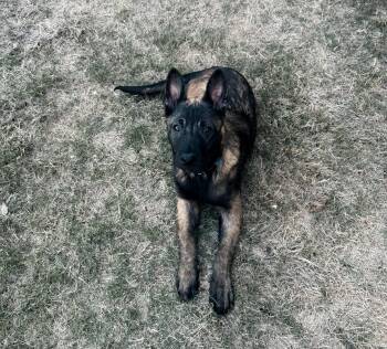 Belgian Shepherd Malinois Dogs Available for Adoption - Echo | PetCurious