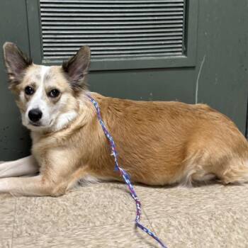 Dog 06/01/2026 -  Corgi and Mixed Breed Dog Available for Adoption in Bullhead City, Arizona - Dog 06/01/2026 | PetCurious