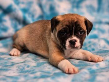 Augusta -  Puggle Dog for Adoption in East Sparta, Ohio - Augusta | PetCurious