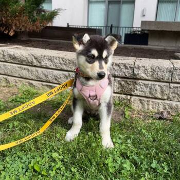 Wren -  Husky and Mixed Breed Dog for Adoption in Mississauga, Ontario - Wren | PetCurious