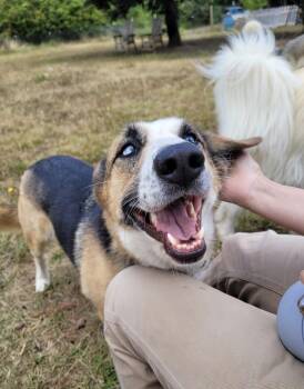 Penny -  Australian Shepherd and Rough Collie Dog for Adoption in Los Angeles, California - Penny | PetCurious