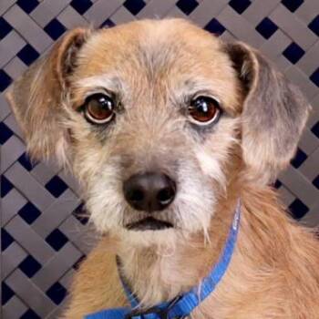 Rescue Terrier Dogs for Adoption in Fort Davis, Texas - Chencho | PetCurious