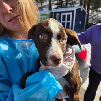 Mixed Breed Dogs Available for Adoption in Charleston, West Virginia - Lady | PetCurious