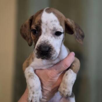 Bluetick Coonhound and American Bulldog Dogs Available for Adoption in Ashland, Ohio - Blue Tick/American Bulldog Female Puppies | PetCurious
