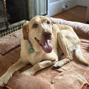 Frito Lays -  Yellow Labrador Retriever Dog for Adoption in Columbia, South Carolina - Frito Lays | PetCurious