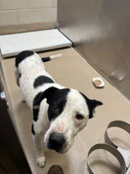 Roulette -  Mixed Breed Dog for Adoption in Farmers Branch, Texas - Roulette | PetCurious