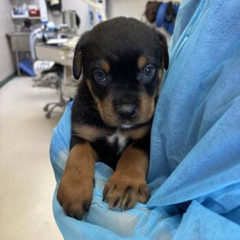 Lucas -  Mixed Breed Dog for Adoption in Indianapolis, Indiana - Lucas | PetCurious