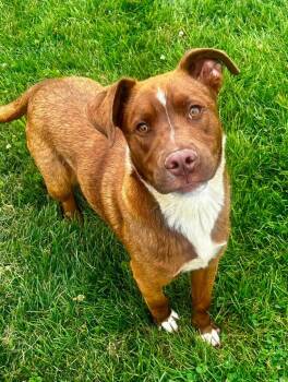 Roan -  Chocolate Labrador Retriever Dog for Adoption in New Philadelphia, Ohio - Roan | PetCurious