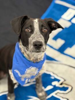 Stewart -  Pointer and Mixed Breed Dog for Adoption in Oxford, Michigan - Stewart | PetCurious