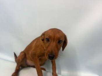 Lovely -  Mixed Breed Dog for Adoption in Golden Valley, Minnesota - Lovely | PetCurious