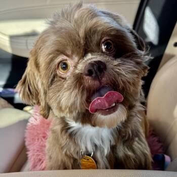 Teeka Miller -  Shih Tzu Dog for Adoption in Plano, Texas - Teeka Miller | PetCurious