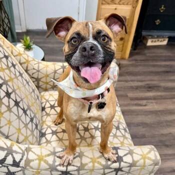 Lola Loop de Loop -  Pug and Boxer Dog for Adoption in Friendswood, Texas - Lola Loop De Loop | PetCurious