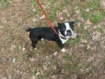 Boston Terrier Dogs Available for Adoption - Cooper (AL) | PetCurious