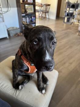 Lacy-VT -  American Staffordshire Terrier Dog for Adoption in Magnolia, Texas - Lacy-VT | PetCurious