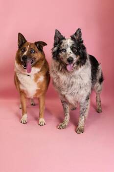 Remmy -  Cattle Dog Dog for Adoption in Clarksville, Tennessee - Remmy | PetCurious