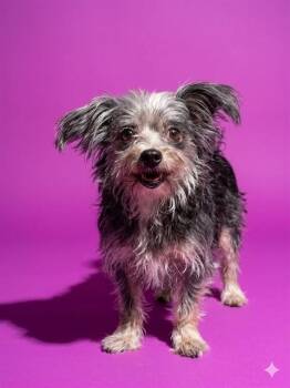 Mixed Breed Dogs Available for Adoption in Jacksonville, Florida - SNAX | PetCurious