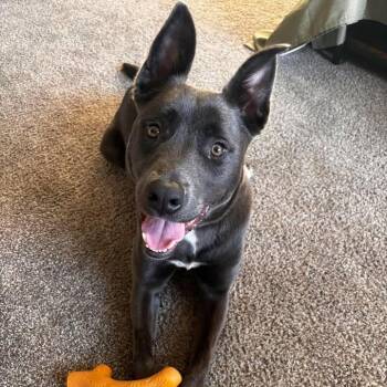 Nala -  American Staffordshire Terrier and Labrador Retriever Dog for Adoption in Rexburg, Idaho - Nala | PetCurious