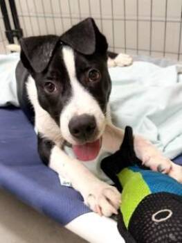 Tucker -  Border Collie Dog for Adoption in Henderson, Texas - Tucker | PetCurious