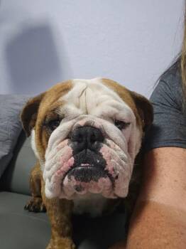 English Bulldog Dogs Available for Adoption in Lutz, Florida - Toad | PetCurious