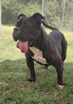 Tinkerbell -  Bulldog Dog for Adoption in Middle Township, New Jersey - Tinkerbell | PetCurious