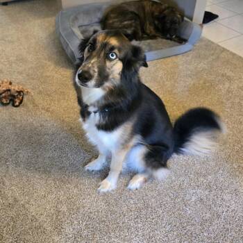 Azul -  Border Collie and Husky Dog for Adoption in Bristol, Indiana - Azul | PetCurious