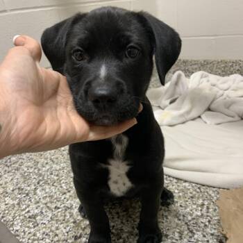 Labrador Retriever and Mixed Breed Dogs Available for Adoption in Morganton, North Carolina - Corn Muffin | PetCurious