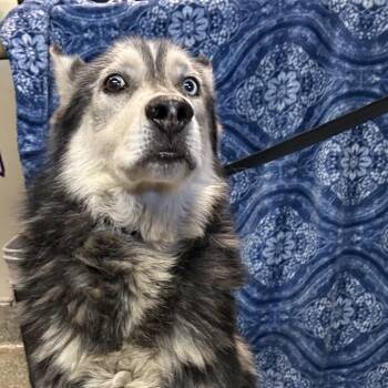 IVHS-Stray-142505 -  Siberian Husky Dog for Adoption in San Gabriel, California - IVHS-Stray-142505 | PetCurious