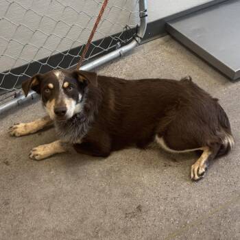 Red -  Mixed Breed Dog for Adoption in Las Cruces, New Mexico - Red | PetCurious