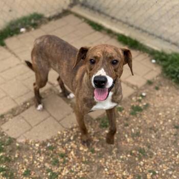 Plott Hound Dogs Available for Adoption in Brownsboro, Alabama - Corey | PetCurious
