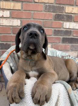 Cane Corso Dogs Available for Adoption in Glendale, Arizona - Munster Litter - Eddie | PetCurious