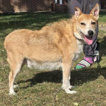 Rescue Wirehaired Terrier Dogs for Adoption in Waterloo, Iowa - Winston | PetCurious