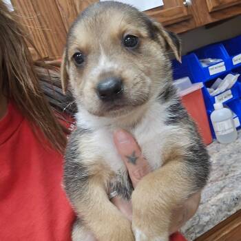 Rusty 090511U -  Shepherd and Mixed Breed Dog for Adoption in Tupelo, Mississippi - Rusty 090511U | PetCurious