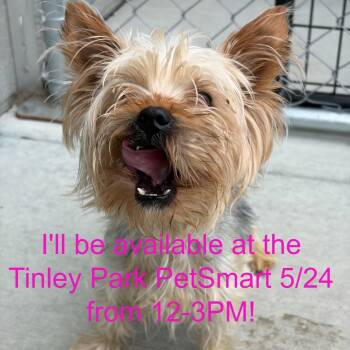 Yorkshire Terrier Dogs Available for Adoption in Matteson, Illinois - Ricky | PetCurious