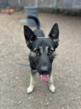 Kit -  German Shepherd Dog Dog for Adoption in Oakland, California - Kit | PetCurious