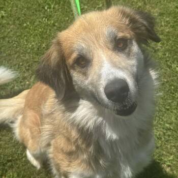 Araya -  Great Pyrenees Dog for Adoption in Valparaiso, Indiana - Araya | PetCurious