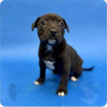 Mixed Breed Dogs Available for Adoption - Wasp | PetCurious