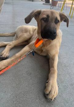Dennis -  Anatolian Shepherd Dog for Adoption in Sioux City, Iowa - Dennis | PetCurious